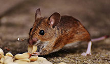 24 Hour & Emergency Exterminators in Julian, NE